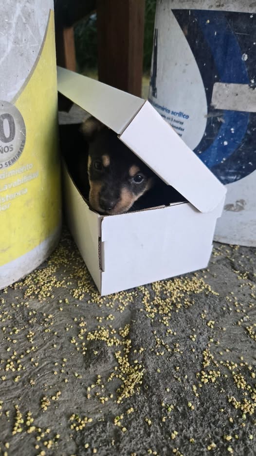 Mixed Breed