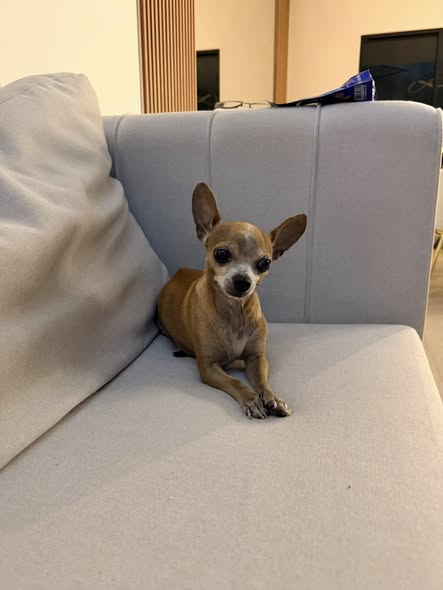 Chihuahua