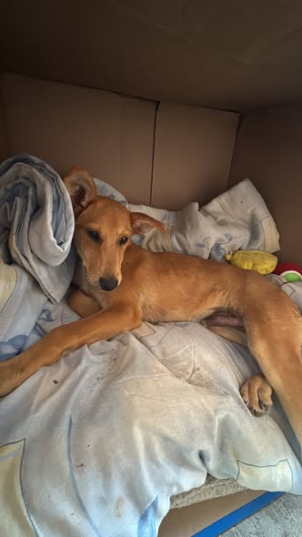 Mixed Breed