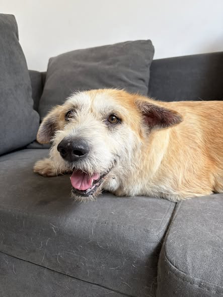 Mixed Breed