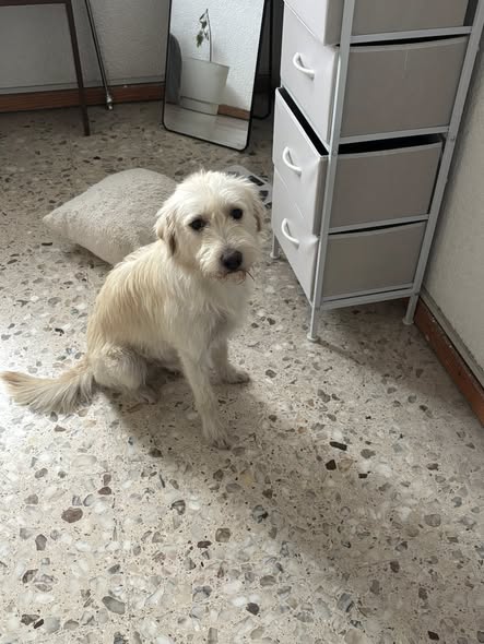 Mixed Breed