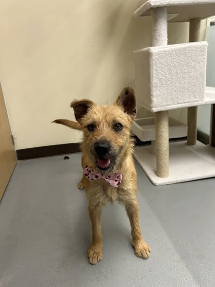 Mixed Breed
