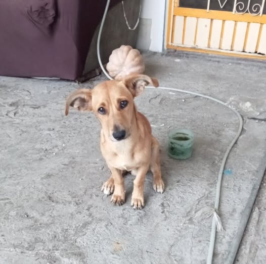 Mixed Breed