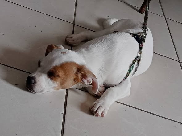 Mixed Breed