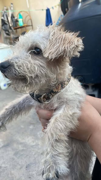 Mixed Breed