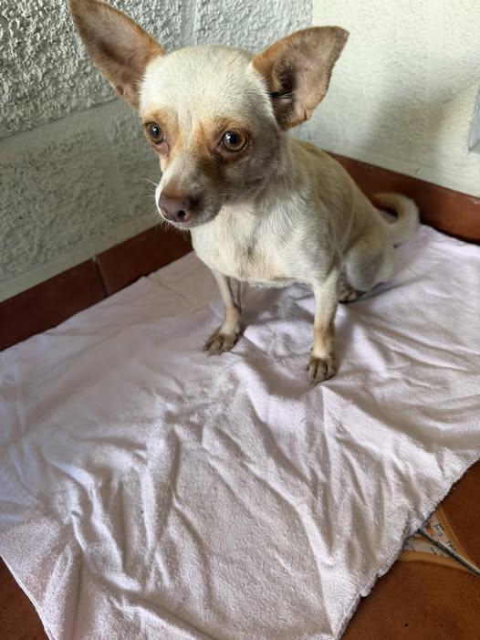 Chihuahua