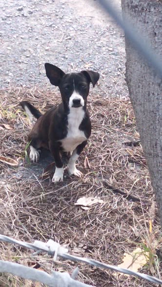 Mixed Breed