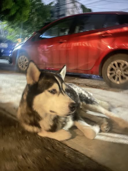 Siberian Husky