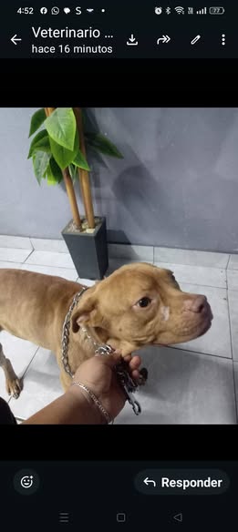 Mixed Breed