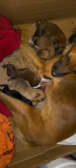 Mixed Breed