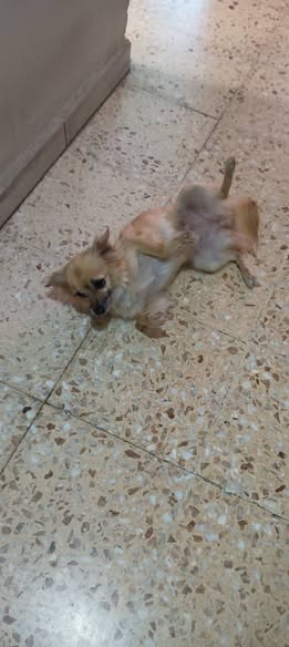 Chihuahua