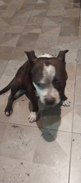 Mixed Breed