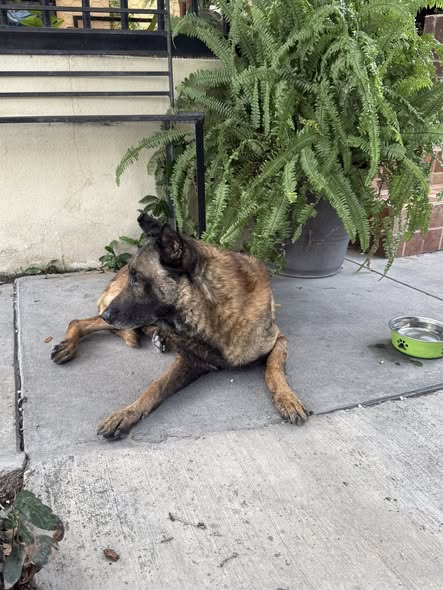 Belgian Malinois