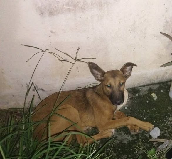 Mixed Breed