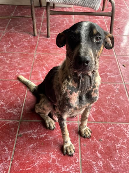 Mixed Breed