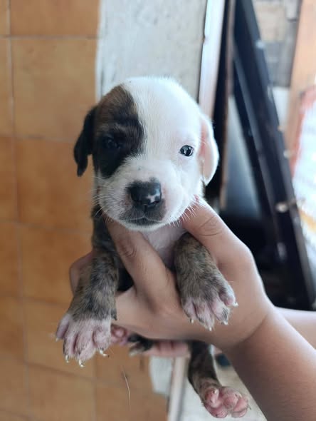 Mixed Breed