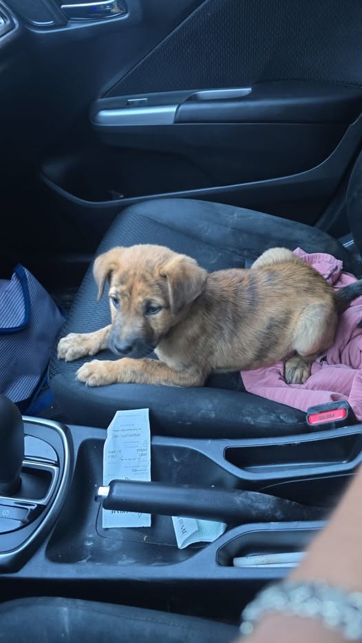 Mixed Breed