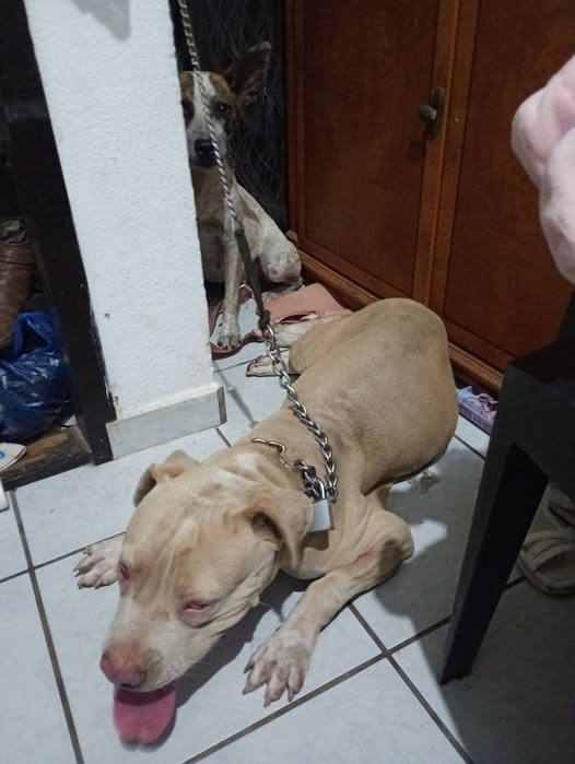 Mixed Breed