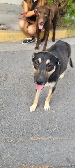 Mixed Breed