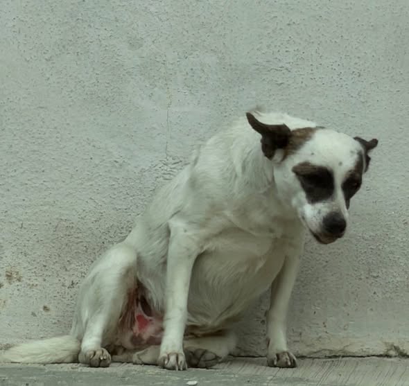 Mixed Breed