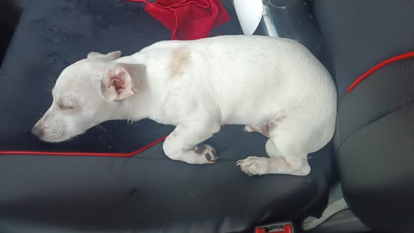 Chihuahua