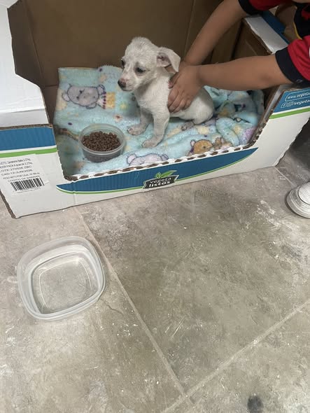 Mixed Breed
