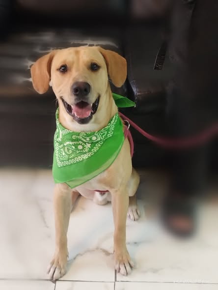 Labrador Retriever