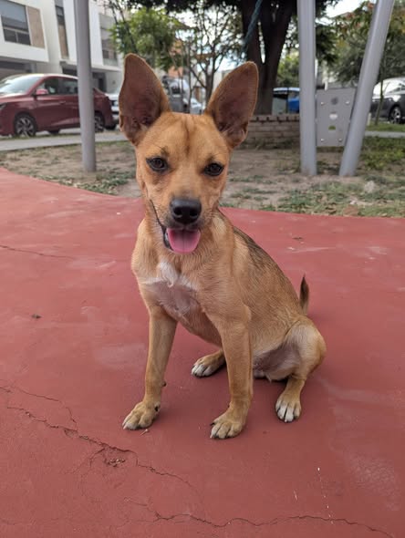 Mixed Breed
