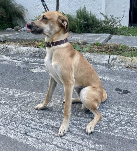 Mixed Breed