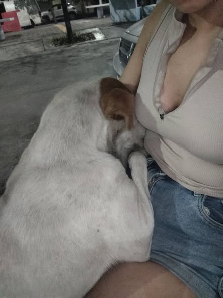 Mixed Breed