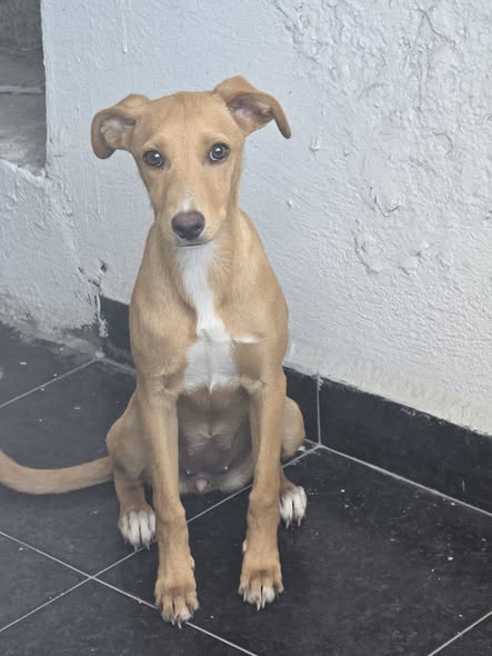 Mixed Breed