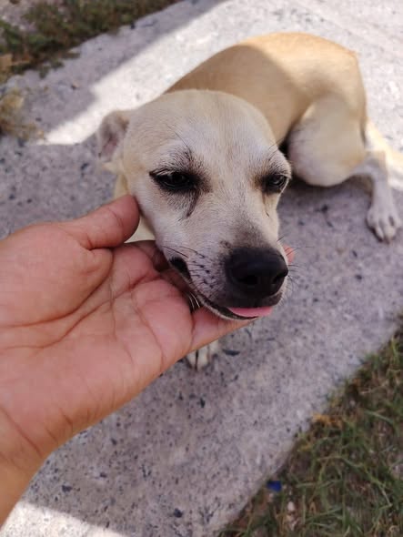 Mixed Breed