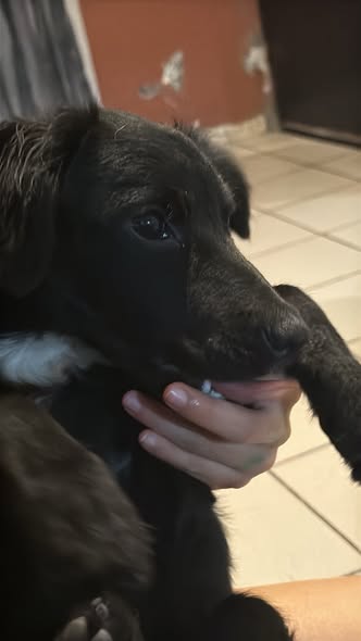 Mixed Breed