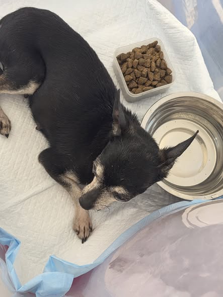 Chihuahua