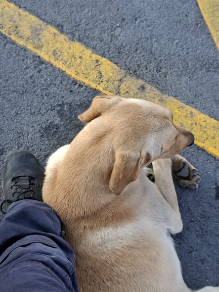 Labrador Retriever