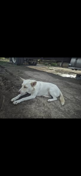 Mixed Breed