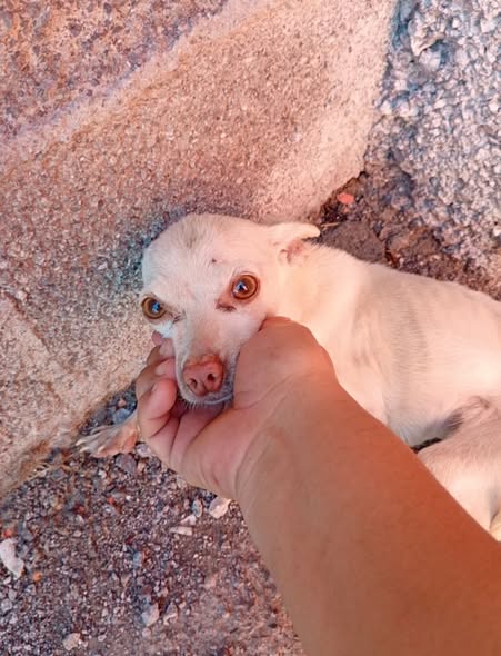 Chihuahua