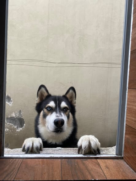 Siberian Husky