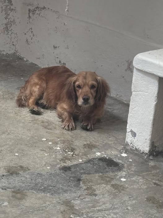 Cocker Spaniel