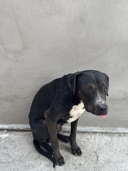 Mixed Breed