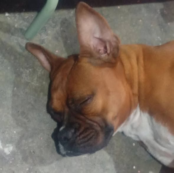 Boxer