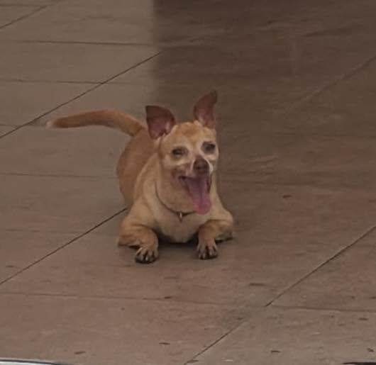 Chihuahua