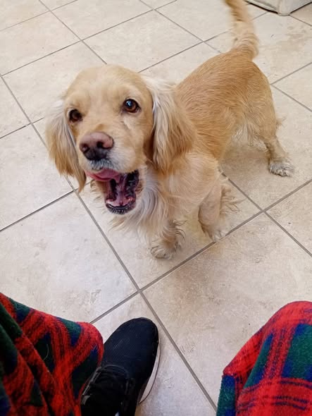 Cocker Spaniel