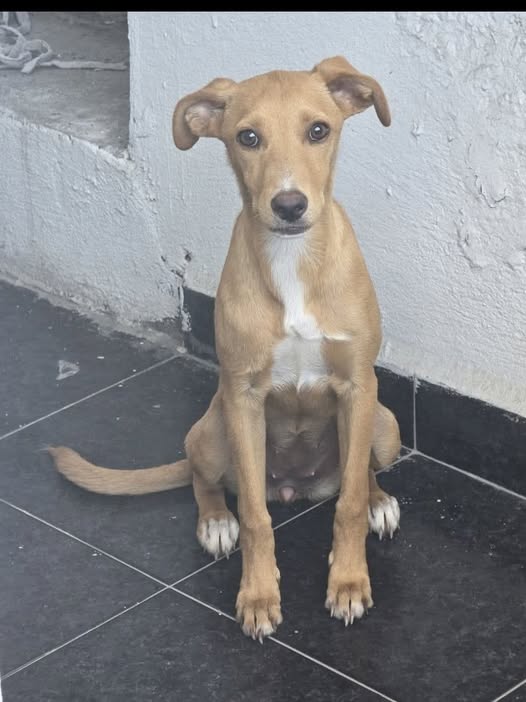 Mixed Breed