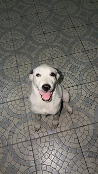 Mixed Breed