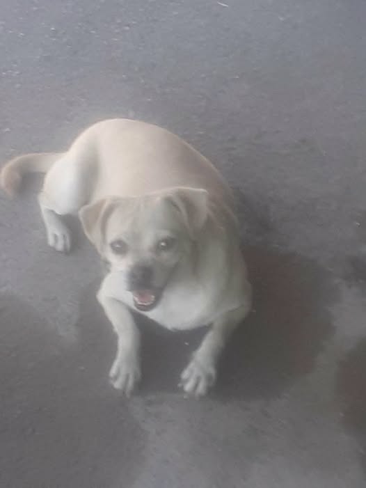 Mixed Breed