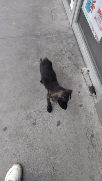 Mixed Breed