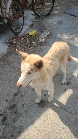 Mixed Breed