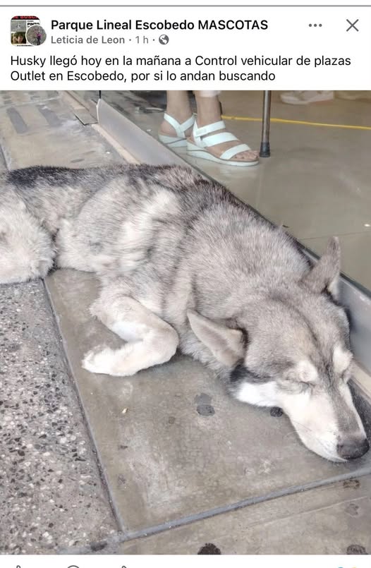 Siberian Husky