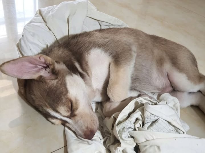 Mixed Breed